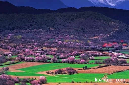 <b>又是三月桃花季，唯有西藏全景游雙臥12日可升級(jí)臥飛，雙飛</b>