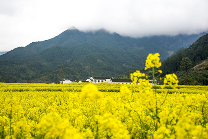 婺源江嶺、篁嶺純玩雙高